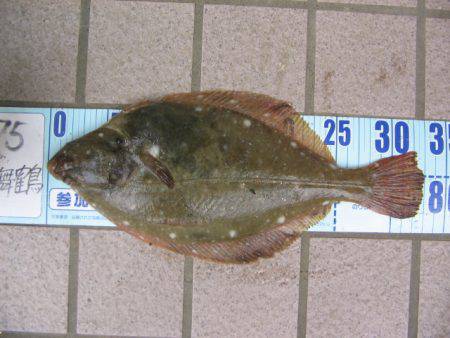 戻りカレイ釣り