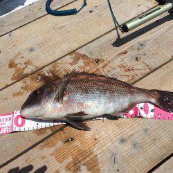 平磯海釣り公園でのウキ釣り釣行
