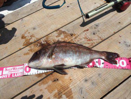 平磯海釣り公園でのウキ釣り釣行