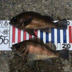 楽しくメバリング