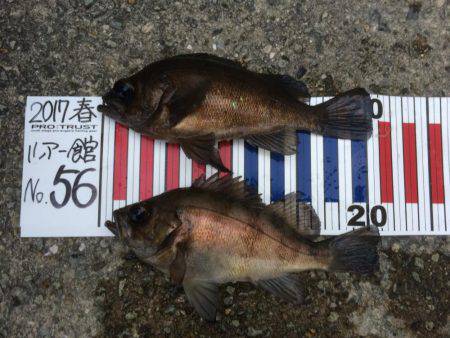 楽しくメバリング