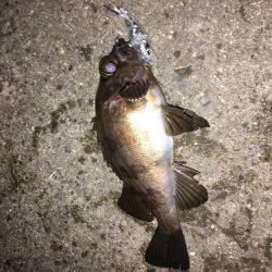 メバルプラッキング