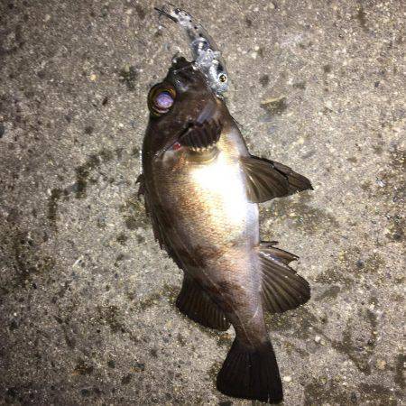 メバルプラッキング