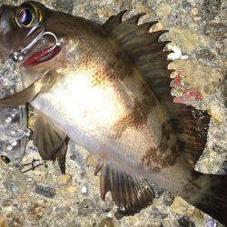 ぷらっとプラッキング