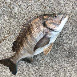 ノッコミ開始！