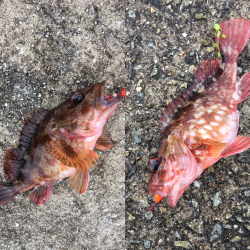 早朝ガシラ釣り