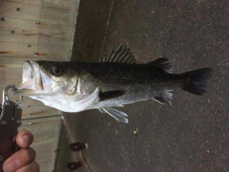 夕方シーバス狙いで