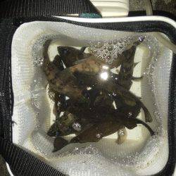 久々のメバリング