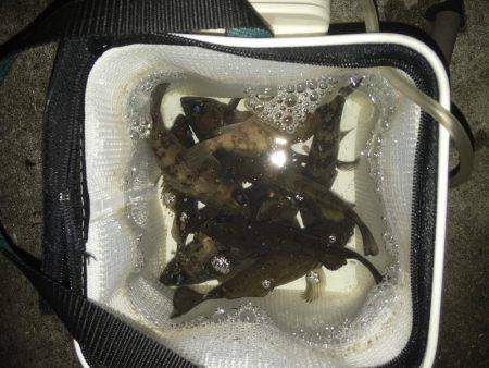 久々のメバリング