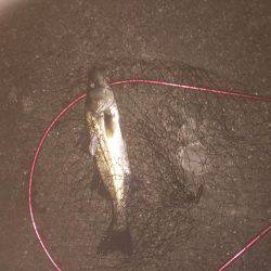 デイシーバス開幕