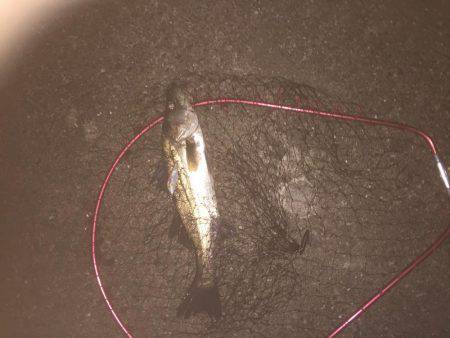 デイシーバス開幕