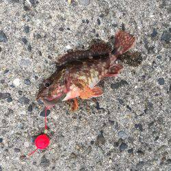 淡路島2日目穴釣り