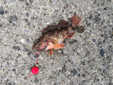 淡路島2日目穴釣り