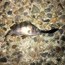 渋いプラッキング