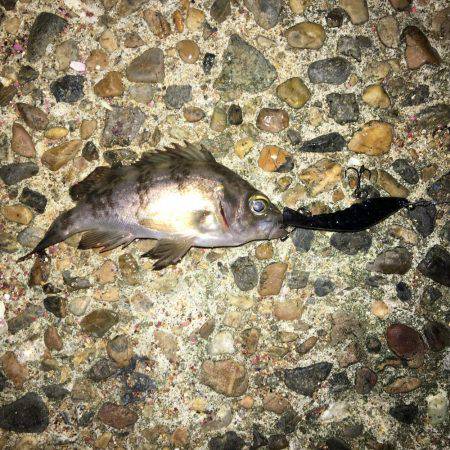 渋いプラッキング