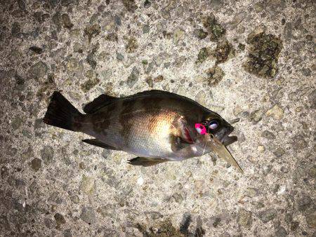 メバルプラッキング