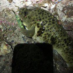 メバルプラッキング