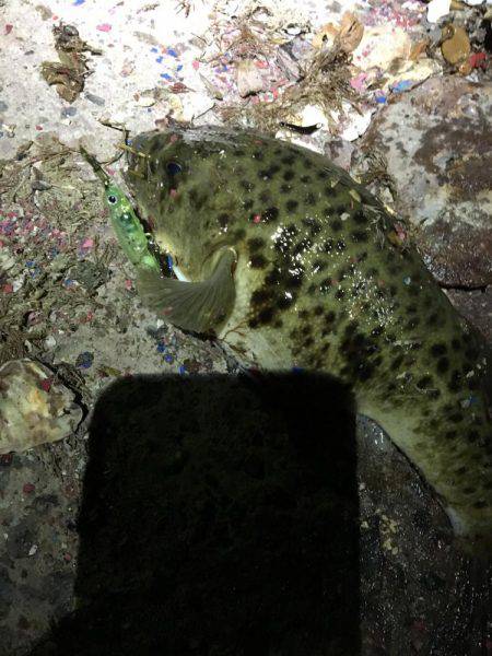 メバルプラッキング