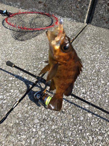 津久見港でデイメバ