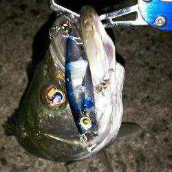 中盤から後半に差し掛かった稚鮎パターン