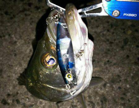 中盤から後半に差し掛かった稚鮎パターン