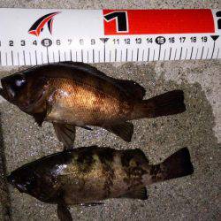 なんとかﾒﾊﾞﾘﾝｸﾞ成立