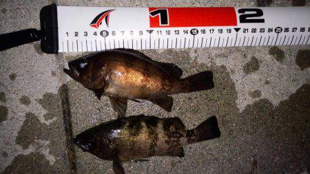 なんとかﾒﾊﾞﾘﾝｸﾞ成立