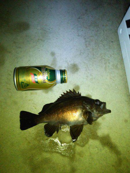 春メバルゲーム