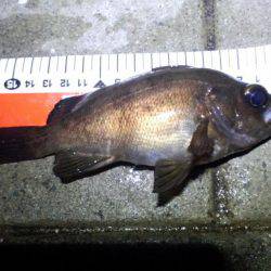 ﾒﾊﾞﾘﾝｸﾞ苦戦