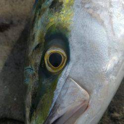 ショアプラッキング