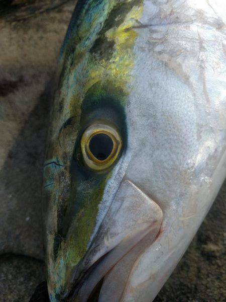 ショアプラッキング