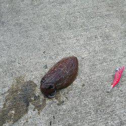 本命釣りたい②