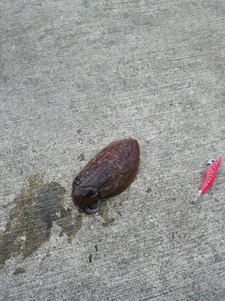 本命釣りたい②