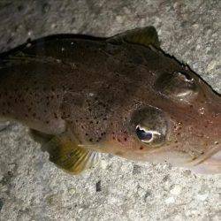 ドリームアップ