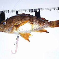 ただ巻きよりリアクション