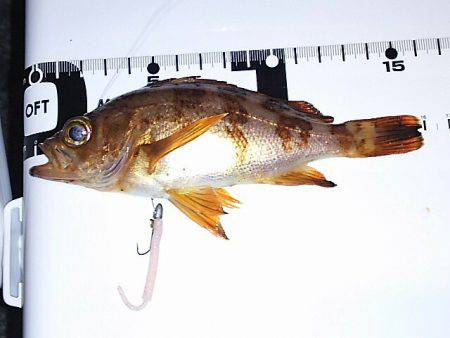 ただ巻きよりリアクション