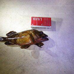 フロートゲーム