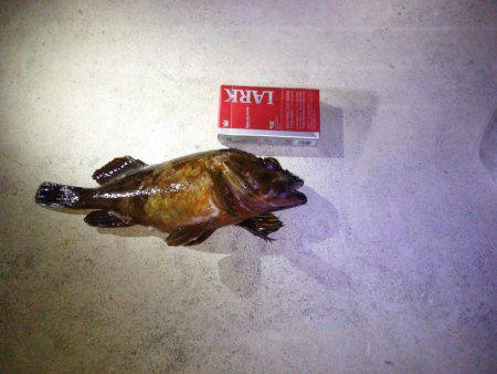 フロートゲーム