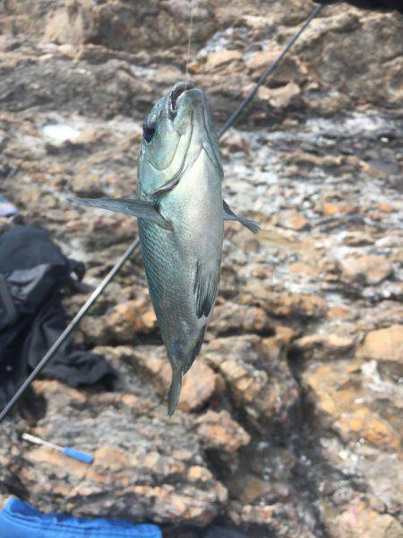 1ヶ月ぶりの磯釣り