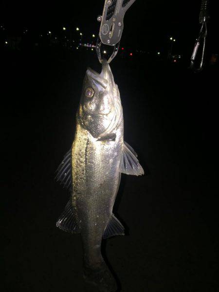 バチバチバチバチバチバチバチバチババチバ