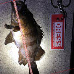 久しぶりの20㎝越えのメバル