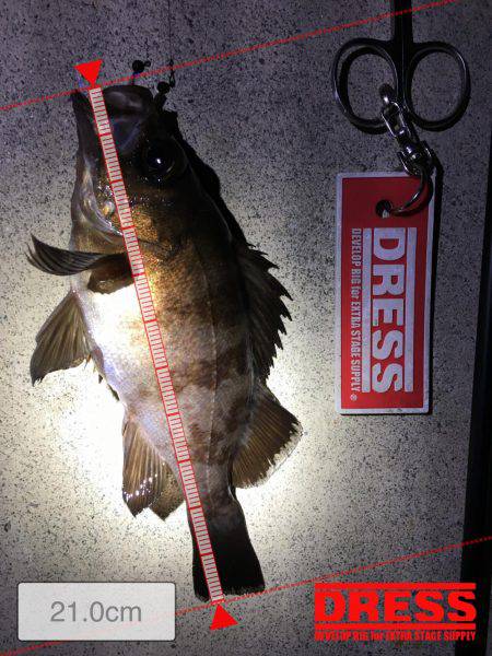 久しぶりの20㎝越えのメバル