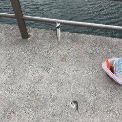 カタクチイワシの回遊あり