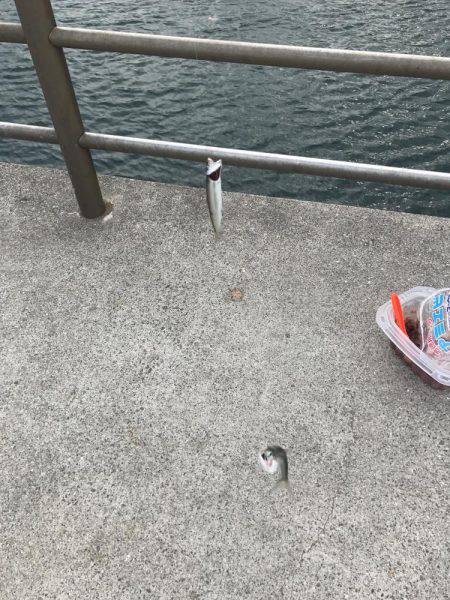 カタクチイワシの回遊あり