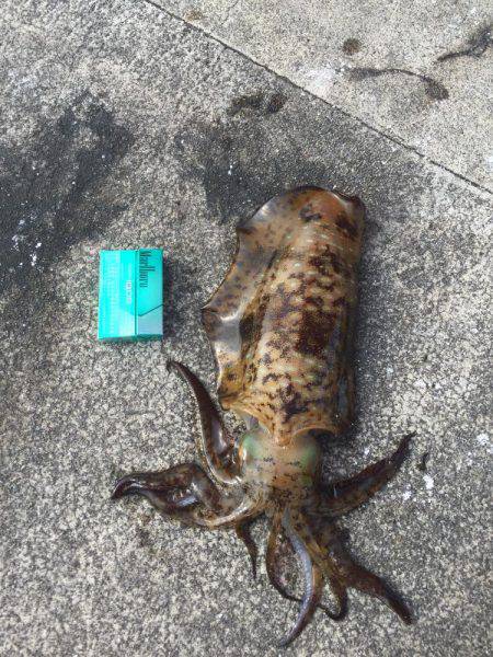 ヤエン短時間勝負