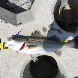 磯津でショアジギ！