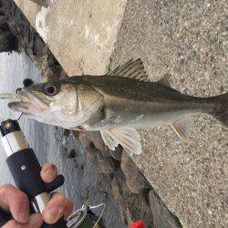 楠でシーバスデイゲーム