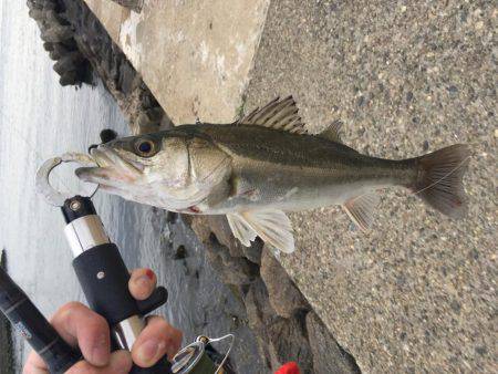 楠でシーバスデイゲーム