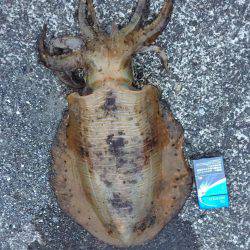 アオリ狙いのウキ釣り