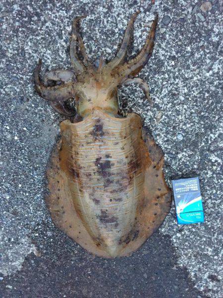 アオリ狙いのウキ釣り